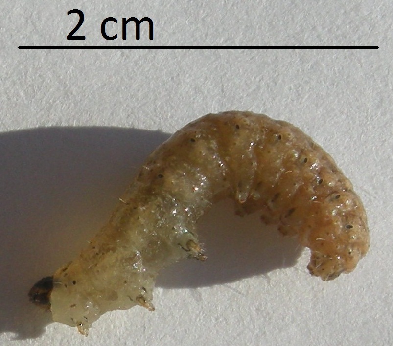 aiuto larva tra le coperte